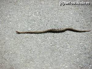 [P43] Surata vipera cu corn in Cheile Rudariei » foto by Testosu'
 - 
<span class="allrVoted glyphicon glyphicon-heart hidden" id="av618027"></span>
<a class="m-l-10 hidden" id="sv618027" onclick="voting_Foto_DelVot(,618027,3939)" role="button">șterge vot <span class="glyphicon glyphicon-remove"></span></a>
<a id="v9618027" class=" c-red"  onclick="voting_Foto_SetVot(618027)" role="button"><span class="glyphicon glyphicon-heart-empty"></span> <b>LIKE</b> = Votează poza</a> <img class="hidden"  id="f618027W9" src="/imagini/loader.gif" border="0" /><span class="AjErrMes hidden" id="e618027ErM"></span>