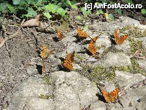 [P09] Fluturasi la Cascada Susarei » foto by noi doi
 - 
<span class="allrVoted glyphicon glyphicon-heart hidden" id="av435574"></span>
<a class="m-l-10 hidden" id="sv435574" onclick="voting_Foto_DelVot(,435574,3939)" role="button">șterge vot <span class="glyphicon glyphicon-remove"></span></a>
<a id="v9435574" class=" c-red"  onclick="voting_Foto_SetVot(435574)" role="button"><span class="glyphicon glyphicon-heart-empty"></span> <b>LIKE</b> = Votează poza</a> <img class="hidden"  id="f435574W9" src="/imagini/loader.gif" border="0" /><span class="AjErrMes hidden" id="e435574ErM"></span>