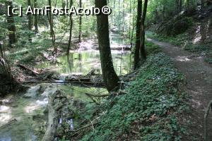 [P13] Parcul Național Cheile Nerei-Beușnița, Traseul Cheile Șușara, Poteca merge paralel și la nivelul Râului Șușara, se văd pragurile de travertin... » foto by mprofeanu
 - 
<span class="allrVoted glyphicon glyphicon-heart hidden" id="av1187644"></span>
<a class="m-l-10 hidden" id="sv1187644" onclick="voting_Foto_DelVot(,1187644,3939)" role="button">șterge vot <span class="glyphicon glyphicon-remove"></span></a>
<a id="v91187644" class=" c-red"  onclick="voting_Foto_SetVot(1187644)" role="button"><span class="glyphicon glyphicon-heart-empty"></span> <b>LIKE</b> = Votează poza</a> <img class="hidden"  id="f1187644W9" src="/imagini/loader.gif" border="0" /><span class="AjErrMes hidden" id="e1187644ErM"></span>