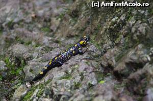 [P08] o salamandra, deloc rusinoasa » foto by osna
 - 
<span class="allrVoted glyphicon glyphicon-heart hidden" id="av562866"></span>
<a class="m-l-10 hidden" id="sv562866" onclick="voting_Foto_DelVot(,562866,3939)" role="button">șterge vot <span class="glyphicon glyphicon-remove"></span></a>
<a id="v9562866" class=" c-red"  onclick="voting_Foto_SetVot(562866)" role="button"><span class="glyphicon glyphicon-heart-empty"></span> <b>LIKE</b> = Votează poza</a> <img class="hidden"  id="f562866W9" src="/imagini/loader.gif" border="0" /><span class="AjErrMes hidden" id="e562866ErM"></span>