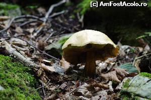 [P09] flora din Parcul National Cheile Nerei-Beusnita » foto by osna
 - 
<span class="allrVoted glyphicon glyphicon-heart hidden" id="av562867"></span>
<a class="m-l-10 hidden" id="sv562867" onclick="voting_Foto_DelVot(,562867,3939)" role="button">șterge vot <span class="glyphicon glyphicon-remove"></span></a>
<a id="v9562867" class=" c-red"  onclick="voting_Foto_SetVot(562867)" role="button"><span class="glyphicon glyphicon-heart-empty"></span> <b>LIKE</b> = Votează poza</a> <img class="hidden"  id="f562867W9" src="/imagini/loader.gif" border="0" /><span class="AjErrMes hidden" id="e562867ErM"></span>