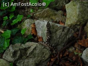 [P49] Poza de pe internet cu acceptul webmaster - Vipera cu corn banateana - Mascul » foto by vega06 <span class="label label-default labelC_thin small">NEVOTABILĂ</span>