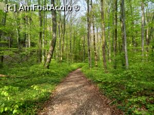 [P13] Spre cascadele Beușnița » foto by Mika
 - 
<span class="allrVoted glyphicon glyphicon-heart hidden" id="av1404272"></span>
<a class="m-l-10 hidden" id="sv1404272" onclick="voting_Foto_DelVot(,1404272,3939)" role="button">șterge vot <span class="glyphicon glyphicon-remove"></span></a>
<a id="v91404272" class=" c-red"  onclick="voting_Foto_SetVot(1404272)" role="button"><span class="glyphicon glyphicon-heart-empty"></span> <b>LIKE</b> = Votează poza</a> <img class="hidden"  id="f1404272W9" src="/imagini/loader.gif" border="0" /><span class="AjErrMes hidden" id="e1404272ErM"></span>