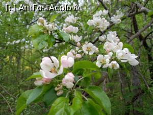 [P24] Primăvara in Parcul Natural Cheile Nerei-Beușnița » foto by Mika
 - 
<span class="allrVoted glyphicon glyphicon-heart hidden" id="av1404283"></span>
<a class="m-l-10 hidden" id="sv1404283" onclick="voting_Foto_DelVot(,1404283,3939)" role="button">șterge vot <span class="glyphicon glyphicon-remove"></span></a>
<a id="v91404283" class=" c-red"  onclick="voting_Foto_SetVot(1404283)" role="button"><span class="glyphicon glyphicon-heart-empty"></span> <b>LIKE</b> = Votează poza</a> <img class="hidden"  id="f1404283W9" src="/imagini/loader.gif" border="0" /><span class="AjErrMes hidden" id="e1404283ErM"></span>