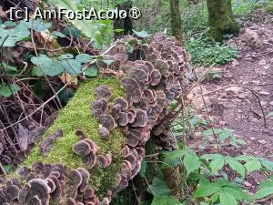 [P06] Cascada Văioaga » foto by Mika
 - 
<span class="allrVoted glyphicon glyphicon-heart hidden" id="av1404265"></span>
<a class="m-l-10 hidden" id="sv1404265" onclick="voting_Foto_DelVot(,1404265,3939)" role="button">șterge vot <span class="glyphicon glyphicon-remove"></span></a>
<a id="v91404265" class=" c-red"  onclick="voting_Foto_SetVot(1404265)" role="button"><span class="glyphicon glyphicon-heart-empty"></span> <b>LIKE</b> = Votează poza</a> <img class="hidden"  id="f1404265W9" src="/imagini/loader.gif" border="0" /><span class="AjErrMes hidden" id="e1404265ErM"></span>