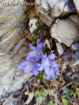 [P67] Floricele în Pazin » foto by crismis
 - 
<span class="allrVoted glyphicon glyphicon-heart hidden" id="av1350785"></span>
<a class="m-l-10 hidden" id="sv1350785" onclick="voting_Foto_DelVot(,1350785,3940)" role="button">șterge vot <span class="glyphicon glyphicon-remove"></span></a>
<a id="v91350785" class=" c-red"  onclick="voting_Foto_SetVot(1350785)" role="button"><span class="glyphicon glyphicon-heart-empty"></span> <b>LIKE</b> = Votează poza</a> <img class="hidden"  id="f1350785W9" src="/imagini/loader.gif" border="0" /><span class="AjErrMes hidden" id="e1350785ErM"></span>
