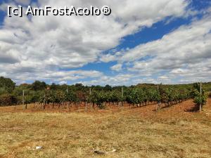 [P26] Culturi de viță-de-vie peste tot prin Istria » foto by crismis
 - 
<span class="allrVoted glyphicon glyphicon-heart hidden" id="av1351702"></span>
<a class="m-l-10 hidden" id="sv1351702" onclick="voting_Foto_DelVot(,1351702,3940)" role="button">șterge vot <span class="glyphicon glyphicon-remove"></span></a>
<a id="v91351702" class=" c-red"  onclick="voting_Foto_SetVot(1351702)" role="button"><span class="glyphicon glyphicon-heart-empty"></span> <b>LIKE</b> = Votează poza</a> <img class="hidden"  id="f1351702W9" src="/imagini/loader.gif" border="0" /><span class="AjErrMes hidden" id="e1351702ErM"></span>