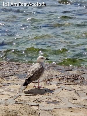 [P16] Novigrad/Cittanova » foto by crismis
 - 
<span class="allrVoted glyphicon glyphicon-heart hidden" id="av1352438"></span>
<a class="m-l-10 hidden" id="sv1352438" onclick="voting_Foto_DelVot(,1352438,3940)" role="button">șterge vot <span class="glyphicon glyphicon-remove"></span></a>
<a id="v91352438" class=" c-red"  onclick="voting_Foto_SetVot(1352438)" role="button"><span class="glyphicon glyphicon-heart-empty"></span> <b>LIKE</b> = Votează poza</a> <img class="hidden"  id="f1352438W9" src="/imagini/loader.gif" border="0" /><span class="AjErrMes hidden" id="e1352438ErM"></span>