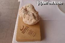[P04] Mulajul celei mai mari trufe, înscrise în Guinness Book » foto by Costi
 - 
<span class="allrVoted glyphicon glyphicon-heart hidden" id="av149631"></span>
<a class="m-l-10 hidden" id="sv149631" onclick="voting_Foto_DelVot(,149631,3940)" role="button">șterge vot <span class="glyphicon glyphicon-remove"></span></a>
<a id="v9149631" class=" c-red"  onclick="voting_Foto_SetVot(149631)" role="button"><span class="glyphicon glyphicon-heart-empty"></span> <b>LIKE</b> = Votează poza</a> <img class="hidden"  id="f149631W9" src="/imagini/loader.gif" border="0" /><span class="AjErrMes hidden" id="e149631ErM"></span>