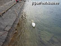 [P26] Luzern - Pe malul apei.  » foto by iulianic
 - 
<span class="allrVoted glyphicon glyphicon-heart hidden" id="av418367"></span>
<a class="m-l-10 hidden" id="sv418367" onclick="voting_Foto_DelVot(,418367,3962)" role="button">șterge vot <span class="glyphicon glyphicon-remove"></span></a>
<a id="v9418367" class=" c-red"  onclick="voting_Foto_SetVot(418367)" role="button"><span class="glyphicon glyphicon-heart-empty"></span> <b>LIKE</b> = Votează poza</a> <img class="hidden"  id="f418367W9" src="/imagini/loader.gif" border="0" /><span class="AjErrMes hidden" id="e418367ErM"></span>
