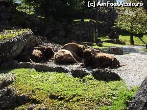 [P52] Natur und Tierpark Goldau » foto by Sindrom
 - 
<span class="allrVoted glyphicon glyphicon-heart hidden" id="av606307"></span>
<a class="m-l-10 hidden" id="sv606307" onclick="voting_Foto_DelVot(,606307,3962)" role="button">șterge vot <span class="glyphicon glyphicon-remove"></span></a>
<a id="v9606307" class=" c-red"  onclick="voting_Foto_SetVot(606307)" role="button"><span class="glyphicon glyphicon-heart-empty"></span> <b>LIKE</b> = Votează poza</a> <img class="hidden"  id="f606307W9" src="/imagini/loader.gif" border="0" /><span class="AjErrMes hidden" id="e606307ErM"></span>