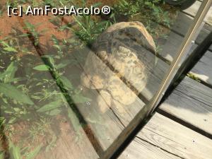 [P54] Zoo Ulm - dar mai vedem si cate o broasca, astea erau ceva mai mari. » foto by mishu
 - 
<span class="allrVoted glyphicon glyphicon-heart hidden" id="av1205651"></span>
<a class="m-l-10 hidden" id="sv1205651" onclick="voting_Foto_DelVot(,1205651,3969)" role="button">șterge vot <span class="glyphicon glyphicon-remove"></span></a>
<a id="v91205651" class=" c-red"  onclick="voting_Foto_SetVot(1205651)" role="button"><span class="glyphicon glyphicon-heart-empty"></span> <b>LIKE</b> = Votează poza</a> <img class="hidden"  id="f1205651W9" src="/imagini/loader.gif" border="0" /><span class="AjErrMes hidden" id="e1205651ErM"></span>