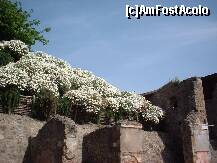 [P17] Flori din care se obtinea un parfum siun balsam folosit de frumoasele urbei » foto by dorgo
 - 
<span class="allrVoted glyphicon glyphicon-heart hidden" id="av260454"></span>
<a class="m-l-10 hidden" id="sv260454" onclick="voting_Foto_DelVot(,260454,3976)" role="button">șterge vot <span class="glyphicon glyphicon-remove"></span></a>
<a id="v9260454" class=" c-red"  onclick="voting_Foto_SetVot(260454)" role="button"><span class="glyphicon glyphicon-heart-empty"></span> <b>LIKE</b> = Votează poza</a> <img class="hidden"  id="f260454W9" src="/imagini/loader.gif" border="0" /><span class="AjErrMes hidden" id="e260454ErM"></span>