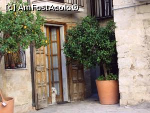 [P11] Piateta in Barivecchia si un caine...  » foto by Carmen Ion
 - 
<span class="allrVoted glyphicon glyphicon-heart hidden" id="av753496"></span>
<a class="m-l-10 hidden" id="sv753496" onclick="voting_Foto_DelVot(,753496,3993)" role="button">șterge vot <span class="glyphicon glyphicon-remove"></span></a>
<a id="v9753496" class=" c-red"  onclick="voting_Foto_SetVot(753496)" role="button"><span class="glyphicon glyphicon-heart-empty"></span> <b>LIKE</b> = Votează poza</a> <img class="hidden"  id="f753496W9" src="/imagini/loader.gif" border="0" /><span class="AjErrMes hidden" id="e753496ErM"></span>