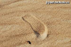 [P01] UN PAS IN SAHARA » foto by rodicaonet
 - 
<span class="allrVoted glyphicon glyphicon-heart hidden" id="av505207"></span>
<a class="m-l-10 hidden" id="sv505207" onclick="voting_Foto_DelVot(,505207,3997)" role="button">șterge vot <span class="glyphicon glyphicon-remove"></span></a>
<a id="v9505207" class=" c-red"  onclick="voting_Foto_SetVot(505207)" role="button"><span class="glyphicon glyphicon-heart-empty"></span> <b>LIKE</b> = Votează poza</a> <img class="hidden"  id="f505207W9" src="/imagini/loader.gif" border="0" /><span class="AjErrMes hidden" id="e505207ErM"></span>