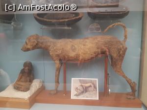 [P10] Câine și maimuță mumificate - Muzeul de Egiptologie, Cairo » foto by TeLav
 - 
<span class="allrVoted glyphicon glyphicon-heart hidden" id="av1108892"></span>
<a class="m-l-10 hidden" id="sv1108892" onclick="voting_Foto_DelVot(,1108892,3997)" role="button">șterge vot <span class="glyphicon glyphicon-remove"></span></a>
<a id="v91108892" class=" c-red"  onclick="voting_Foto_SetVot(1108892)" role="button"><span class="glyphicon glyphicon-heart-empty"></span> <b>LIKE</b> = Votează poza</a> <img class="hidden"  id="f1108892W9" src="/imagini/loader.gif" border="0" /><span class="AjErrMes hidden" id="e1108892ErM"></span>