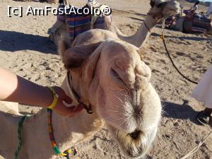 [P06] Funny face! :))  » foto by TeLav
 - 
<span class="allrVoted glyphicon glyphicon-heart hidden" id="av1108886"></span>
<a class="m-l-10 hidden" id="sv1108886" onclick="voting_Foto_DelVot(,1108886,3997)" role="button">șterge vot <span class="glyphicon glyphicon-remove"></span></a>
<a id="v91108886" class=" c-red"  onclick="voting_Foto_SetVot(1108886)" role="button"><span class="glyphicon glyphicon-heart-empty"></span> <b>LIKE</b> = Votează poza</a> <img class="hidden"  id="f1108886W9" src="/imagini/loader.gif" border="0" /><span class="AjErrMes hidden" id="e1108886ErM"></span>