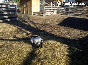 [P14] în microzervație » foto by ariciu*
 - 
<span class="allrVoted glyphicon glyphicon-heart hidden" id="av588173"></span>
<a class="m-l-10 hidden" id="sv588173" onclick="voting_Foto_DelVot(,588173,4001)" role="button">șterge vot <span class="glyphicon glyphicon-remove"></span></a>
<a id="v9588173" class=" c-red"  onclick="voting_Foto_SetVot(588173)" role="button"><span class="glyphicon glyphicon-heart-empty"></span> <b>LIKE</b> = Votează poza</a> <img class="hidden"  id="f588173W9" src="/imagini/loader.gif" border="0" /><span class="AjErrMes hidden" id="e588173ErM"></span>