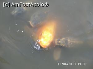 [P06] Vi-l prezint pe ”peștișorul meu de aur” cu care am făcut înțelegerea » foto by Alina53
 - 
<span class="allrVoted glyphicon glyphicon-heart hidden" id="av876325"></span>
<a class="m-l-10 hidden" id="sv876325" onclick="voting_Foto_DelVot(,876325,4010)" role="button">șterge vot <span class="glyphicon glyphicon-remove"></span></a>
<a id="v9876325" class=" c-red"  onclick="voting_Foto_SetVot(876325)" role="button"><span class="glyphicon glyphicon-heart-empty"></span> <b>LIKE</b> = Votează poza</a> <img class="hidden"  id="f876325W9" src="/imagini/loader.gif" border="0" /><span class="AjErrMes hidden" id="e876325ErM"></span>