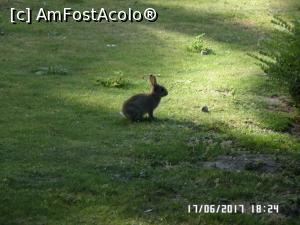 [P07] Acesta-i unul dintre urecheați, pe iarba de lângă una dintre parcări » foto by Alina53
 - 
<span class="allrVoted glyphicon glyphicon-heart hidden" id="av876326"></span>
<a class="m-l-10 hidden" id="sv876326" onclick="voting_Foto_DelVot(,876326,4010)" role="button">șterge vot <span class="glyphicon glyphicon-remove"></span></a>
<a id="v9876326" class=" c-red"  onclick="voting_Foto_SetVot(876326)" role="button"><span class="glyphicon glyphicon-heart-empty"></span> <b>LIKE</b> = Votează poza</a> <img class="hidden"  id="f876326W9" src="/imagini/loader.gif" border="0" /><span class="AjErrMes hidden" id="e876326ErM"></span>