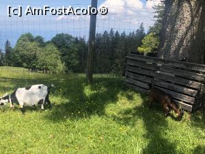 [P23] Bregenz - Phänder, si o mica gradina zoologica » foto by mishu
 - 
<span class="allrVoted glyphicon glyphicon-heart hidden" id="av1198741"></span>
<a class="m-l-10 hidden" id="sv1198741" onclick="voting_Foto_DelVot(,1198741,4029)" role="button">șterge vot <span class="glyphicon glyphicon-remove"></span></a>
<a id="v91198741" class=" c-red"  onclick="voting_Foto_SetVot(1198741)" role="button"><span class="glyphicon glyphicon-heart-empty"></span> <b>LIKE</b> = Votează poza</a> <img class="hidden"  id="f1198741W9" src="/imagini/loader.gif" border="0" /><span class="AjErrMes hidden" id="e1198741ErM"></span>