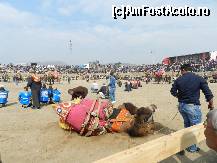 [P21] Cand intra in arena, camilele fac o baie de nisip...  » foto by TraianS
 - 
<span class="allrVoted glyphicon glyphicon-heart hidden" id="av498048"></span>
<a class="m-l-10 hidden" id="sv498048" onclick="voting_Foto_DelVot(,498048,4030)" role="button">șterge vot <span class="glyphicon glyphicon-remove"></span></a>
<a id="v9498048" class=" c-red"  onclick="voting_Foto_SetVot(498048)" role="button"><span class="glyphicon glyphicon-heart-empty"></span> <b>LIKE</b> = Votează poza</a> <img class="hidden"  id="f498048W9" src="/imagini/loader.gif" border="0" /><span class="AjErrMes hidden" id="e498048ErM"></span>