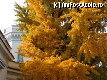 [P02] Castelul si ginkgo-biloba,unul dintre arborii care stau marturie vremurilor demult apuse... » foto by georgiana
 - 
<span class="allrVoted glyphicon glyphicon-heart hidden" id="av31541"></span>
<a class="m-l-10 hidden" id="sv31541" onclick="voting_Foto_DelVot(,31541,4036)" role="button">șterge vot <span class="glyphicon glyphicon-remove"></span></a>
<a id="v931541" class=" c-red"  onclick="voting_Foto_SetVot(31541)" role="button"><span class="glyphicon glyphicon-heart-empty"></span> <b>LIKE</b> = Votează poza</a> <img class="hidden"  id="f31541W9" src="/imagini/loader.gif" border="0" /><span class="AjErrMes hidden" id="e31541ErM"></span>