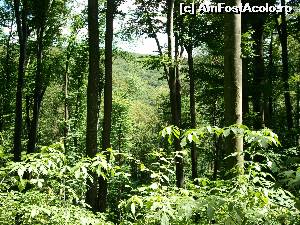 [P01] Castelul Zichy - pădurea care înconjoară domeniul » foto by danoradea
 - 
<span class="allrVoted glyphicon glyphicon-heart hidden" id="av578634"></span>
<a class="m-l-10 hidden" id="sv578634" onclick="voting_Foto_DelVot(,578634,4038)" role="button">șterge vot <span class="glyphicon glyphicon-remove"></span></a>
<a id="v9578634" class=" c-red"  onclick="voting_Foto_SetVot(578634)" role="button"><span class="glyphicon glyphicon-heart-empty"></span> <b>LIKE</b> = Votează poza</a> <img class="hidden"  id="f578634W9" src="/imagini/loader.gif" border="0" /><span class="AjErrMes hidden" id="e578634ErM"></span>