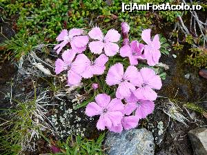 [P16] Printre florile de colţ şi-au făcut loc şi pâlcurile de garofiţe » foto by Claudiu U.
 - 
<span class="allrVoted glyphicon glyphicon-heart hidden" id="av697536"></span>
<a class="m-l-10 hidden" id="sv697536" onclick="voting_Foto_DelVot(,697536,4076)" role="button">șterge vot <span class="glyphicon glyphicon-remove"></span></a>
<a id="v9697536" class=" c-red"  onclick="voting_Foto_SetVot(697536)" role="button"><span class="glyphicon glyphicon-heart-empty"></span> <b>LIKE</b> = Votează poza</a> <img class="hidden"  id="f697536W9" src="/imagini/loader.gif" border="0" /><span class="AjErrMes hidden" id="e697536ErM"></span>