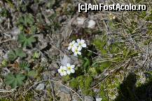 [P30] Alte floricele, dar nu pe campii :) » foto by MCM
 - 
<span class="allrVoted glyphicon glyphicon-heart hidden" id="av324878"></span>
<a class="m-l-10 hidden" id="sv324878" onclick="voting_Foto_DelVot(,324878,4076)" role="button">șterge vot <span class="glyphicon glyphicon-remove"></span></a>
<a id="v9324878" class=" c-red"  onclick="voting_Foto_SetVot(324878)" role="button"><span class="glyphicon glyphicon-heart-empty"></span> <b>LIKE</b> = Votează poza</a> <img class="hidden"  id="f324878W9" src="/imagini/loader.gif" border="0" /><span class="AjErrMes hidden" id="e324878ErM"></span>