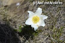 [P32] O floare increzatoare in lumina soarelui :) » foto by MCM
 - 
<span class="allrVoted glyphicon glyphicon-heart hidden" id="av324880"></span>
<a class="m-l-10 hidden" id="sv324880" onclick="voting_Foto_DelVot(,324880,4076)" role="button">șterge vot <span class="glyphicon glyphicon-remove"></span></a>
<a id="v9324880" class=" c-red"  onclick="voting_Foto_SetVot(324880)" role="button"><span class="glyphicon glyphicon-heart-empty"></span> <b>LIKE</b> = Votează poza</a> <img class="hidden"  id="f324880W9" src="/imagini/loader.gif" border="0" /><span class="AjErrMes hidden" id="e324880ErM"></span>