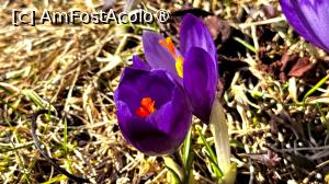 [P29] Floricele de la munte » foto by Mika
 - 
<span class="allrVoted glyphicon glyphicon-heart hidden" id="av1478125"></span>
<a class="m-l-10 hidden" id="sv1478125" onclick="voting_Foto_DelVot(,1478125,4076)" role="button">șterge vot <span class="glyphicon glyphicon-remove"></span></a>
<a id="v91478125" class=" c-red"  onclick="voting_Foto_SetVot(1478125)" role="button"><span class="glyphicon glyphicon-heart-empty"></span> <b>LIKE</b> = Votează poza</a> <img class="hidden"  id="f1478125W9" src="/imagini/loader.gif" border="0" /><span class="AjErrMes hidden" id="e1478125ErM"></span>