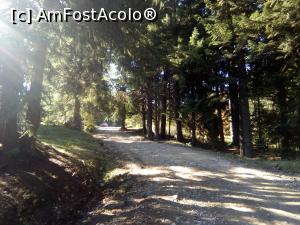 [P31] Pe forestier, spre Diham - înainte de Steaua Munților » foto by danaeldreny*
 - 
<span class="allrVoted glyphicon glyphicon-heart hidden" id="av921895"></span>
<a class="m-l-10 hidden" id="sv921895" onclick="voting_Foto_DelVot(,921895,4076)" role="button">șterge vot <span class="glyphicon glyphicon-remove"></span></a>
<a id="v9921895" class=" c-red"  onclick="voting_Foto_SetVot(921895)" role="button"><span class="glyphicon glyphicon-heart-empty"></span> <b>LIKE</b> = Votează poza</a> <img class="hidden"  id="f921895W9" src="/imagini/loader.gif" border="0" /><span class="AjErrMes hidden" id="e921895ErM"></span>