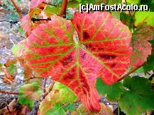 [P23] Frunza ruginie » foto by badge®
 - 
<span class="allrVoted glyphicon glyphicon-heart hidden" id="av163276"></span>
<a class="m-l-10 hidden" id="sv163276" onclick="voting_Foto_DelVot(,163276,4082)" role="button">șterge vot <span class="glyphicon glyphicon-remove"></span></a>
<a id="v9163276" class=" c-red"  onclick="voting_Foto_SetVot(163276)" role="button"><span class="glyphicon glyphicon-heart-empty"></span> <b>LIKE</b> = Votează poza</a> <img class="hidden"  id="f163276W9" src="/imagini/loader.gif" border="0" /><span class="AjErrMes hidden" id="e163276ErM"></span>