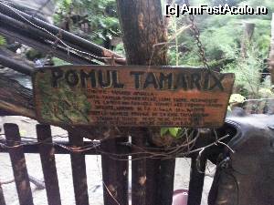 [P13] pomul tamarix » foto by Dan&Ema
 - 
<span class="allrVoted glyphicon glyphicon-heart hidden" id="av514384"></span>
<a class="m-l-10 hidden" id="sv514384" onclick="voting_Foto_DelVot(,514384,4083)" role="button">șterge vot <span class="glyphicon glyphicon-remove"></span></a>
<a id="v9514384" class=" c-red"  onclick="voting_Foto_SetVot(514384)" role="button"><span class="glyphicon glyphicon-heart-empty"></span> <b>LIKE</b> = Votează poza</a> <img class="hidden"  id="f514384W9" src="/imagini/loader.gif" border="0" /><span class="AjErrMes hidden" id="e514384ErM"></span>