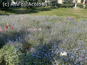 [P45] Ateneul Roman - Flori » foto by mishu
 - 
<span class="allrVoted glyphicon glyphicon-heart hidden" id="av1361747"></span>
<a class="m-l-10 hidden" id="sv1361747" onclick="voting_Foto_DelVot(,1361747,4083)" role="button">șterge vot <span class="glyphicon glyphicon-remove"></span></a>
<a id="v91361747" class=" c-red"  onclick="voting_Foto_SetVot(1361747)" role="button"><span class="glyphicon glyphicon-heart-empty"></span> <b>LIKE</b> = Votează poza</a> <img class="hidden"  id="f1361747W9" src="/imagini/loader.gif" border="0" /><span class="AjErrMes hidden" id="e1361747ErM"></span>