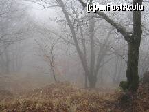 [P03] Urcand spre cetate prin padure. » foto by ionica turistul
 - 
<span class="allrVoted glyphicon glyphicon-heart hidden" id="av179881"></span>
<a class="m-l-10 hidden" id="sv179881" onclick="voting_Foto_DelVot(,179881,4095)" role="button">șterge vot <span class="glyphicon glyphicon-remove"></span></a>
<a id="v9179881" class=" c-red"  onclick="voting_Foto_SetVot(179881)" role="button"><span class="glyphicon glyphicon-heart-empty"></span> <b>LIKE</b> = Votează poza</a> <img class="hidden"  id="f179881W9" src="/imagini/loader.gif" border="0" /><span class="AjErrMes hidden" id="e179881ErM"></span>