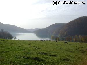[P02] Lacul Paltinoasa » foto by Testosu'
 - 
<span class="allrVoted glyphicon glyphicon-heart hidden" id="av595896"></span>
<a class="m-l-10 hidden" id="sv595896" onclick="voting_Foto_DelVot(,595896,4099)" role="button">șterge vot <span class="glyphicon glyphicon-remove"></span></a>
<a id="v9595896" class=" c-red"  onclick="voting_Foto_SetVot(595896)" role="button"><span class="glyphicon glyphicon-heart-empty"></span> <b>LIKE</b> = Votează poza</a> <img class="hidden"  id="f595896W9" src="/imagini/loader.gif" border="0" /><span class="AjErrMes hidden" id="e595896ErM"></span>