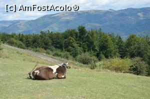 [P11] La siesta în apropierea platoului şoselei alpine Teşila, Comarnic, jud. Prahova. » foto by traian.leuca †
 - 
<span class="allrVoted glyphicon glyphicon-heart hidden" id="av899183"></span>
<a class="m-l-10 hidden" id="sv899183" onclick="voting_Foto_DelVot(,899183,4099)" role="button">șterge vot <span class="glyphicon glyphicon-remove"></span></a>
<a id="v9899183" class=" c-red"  onclick="voting_Foto_SetVot(899183)" role="button"><span class="glyphicon glyphicon-heart-empty"></span> <b>LIKE</b> = Votează poza</a> <img class="hidden"  id="f899183W9" src="/imagini/loader.gif" border="0" /><span class="AjErrMes hidden" id="e899183ErM"></span>