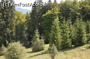 [P14] Pădure de brazi pe lângă şoseaua alpină Teşila, Comarnic, jud. Prahova.  » foto by traian.leuca †
 - 
<span class="allrVoted glyphicon glyphicon-heart hidden" id="av899186"></span>
<a class="m-l-10 hidden" id="sv899186" onclick="voting_Foto_DelVot(,899186,4099)" role="button">șterge vot <span class="glyphicon glyphicon-remove"></span></a>
<a id="v9899186" class=" c-red"  onclick="voting_Foto_SetVot(899186)" role="button"><span class="glyphicon glyphicon-heart-empty"></span> <b>LIKE</b> = Votează poza</a> <img class="hidden"  id="f899186W9" src="/imagini/loader.gif" border="0" /><span class="AjErrMes hidden" id="e899186ErM"></span>