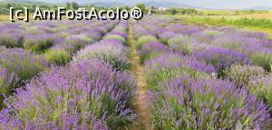 [P51] Grădina de Lavandă de la Țipărești. » foto by Aurici
 - 
<span class="allrVoted glyphicon glyphicon-heart hidden" id="av1170820"></span>
<a class="m-l-10 hidden" id="sv1170820" onclick="voting_Foto_DelVot(,1170820,4099)" role="button">șterge vot <span class="glyphicon glyphicon-remove"></span></a>
<a id="v91170820" class=" c-red"  onclick="voting_Foto_SetVot(1170820)" role="button"><span class="glyphicon glyphicon-heart-empty"></span> <b>LIKE</b> = Votează poza</a> <img class="hidden"  id="f1170820W9" src="/imagini/loader.gif" border="0" /><span class="AjErrMes hidden" id="e1170820ErM"></span>