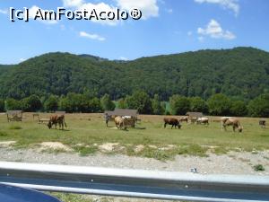 [P55] Lacul Paltinoasa și pajiștea nou amenajată » foto by Carmen Ion
 - 
<span class="allrVoted glyphicon glyphicon-heart hidden" id="av1174026"></span>
<a class="m-l-10 hidden" id="sv1174026" onclick="voting_Foto_DelVot(,1174026,4099)" role="button">șterge vot <span class="glyphicon glyphicon-remove"></span></a>
<a id="v91174026" class=" c-red"  onclick="voting_Foto_SetVot(1174026)" role="button"><span class="glyphicon glyphicon-heart-empty"></span> <b>LIKE</b> = Votează poza</a> <img class="hidden"  id="f1174026W9" src="/imagini/loader.gif" border="0" /><span class="AjErrMes hidden" id="e1174026ErM"></span>