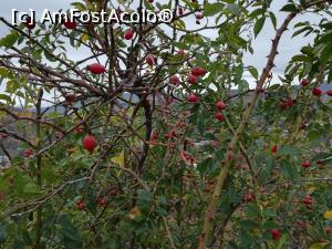 [P07] De la Comarnic la Valea Doftanei prin Secăria » foto by Mika
 - 
<span class="allrVoted glyphicon glyphicon-heart hidden" id="av1201888"></span>
<a class="m-l-10 hidden" id="sv1201888" onclick="voting_Foto_DelVot(,1201888,4099)" role="button">șterge vot <span class="glyphicon glyphicon-remove"></span></a>
<a id="v91201888" class=" c-red"  onclick="voting_Foto_SetVot(1201888)" role="button"><span class="glyphicon glyphicon-heart-empty"></span> <b>LIKE</b> = Votează poza</a> <img class="hidden"  id="f1201888W9" src="/imagini/loader.gif" border="0" /><span class="AjErrMes hidden" id="e1201888ErM"></span>