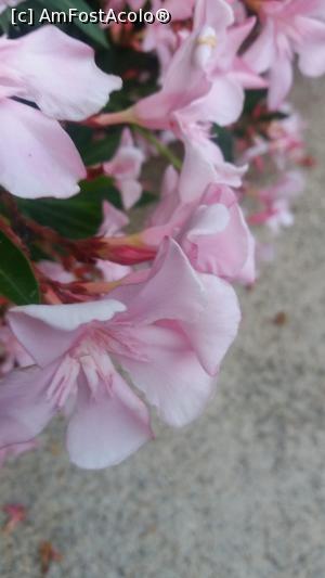 [P01]  -- <small>// FĂRĂ DESCRIERE</small> » foto by Roselife
 - 
<span class="allrVoted glyphicon glyphicon-heart hidden" id="av998115"></span>
<a class="m-l-10 hidden" id="sv998115" onclick="voting_Foto_DelVot(,998115,4144)" role="button">șterge vot <span class="glyphicon glyphicon-remove"></span></a>
<a id="v9998115" class=" c-red"  onclick="voting_Foto_SetVot(998115)" role="button"><span class="glyphicon glyphicon-heart-empty"></span> <b>LIKE</b> = Votează poza</a> <img class="hidden"  id="f998115W9" src="/imagini/loader.gif" border="0" /><span class="AjErrMes hidden" id="e998115ErM"></span>