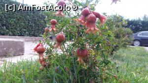 [P05]  -- <small>// FĂRĂ DESCRIERE</small> » foto by Roselife
 - 
<span class="allrVoted glyphicon glyphicon-heart hidden" id="av998119"></span>
<a class="m-l-10 hidden" id="sv998119" onclick="voting_Foto_DelVot(,998119,4144)" role="button">șterge vot <span class="glyphicon glyphicon-remove"></span></a>
<a id="v9998119" class=" c-red"  onclick="voting_Foto_SetVot(998119)" role="button"><span class="glyphicon glyphicon-heart-empty"></span> <b>LIKE</b> = Votează poza</a> <img class="hidden"  id="f998119W9" src="/imagini/loader.gif" border="0" /><span class="AjErrMes hidden" id="e998119ErM"></span>