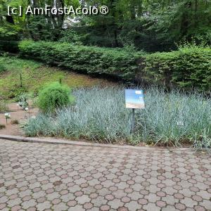 [P30] Cluj-Napoca, Grădina Botanică 'Alexandru Borza”, Sectorul Fitogeografic, Flora și Vegetația României, Flora Dunelor Maritime » foto by mprofeanu
 - 
<span class="allrVoted glyphicon glyphicon-heart hidden" id="av1434807"></span>
<a class="m-l-10 hidden" id="sv1434807" onclick="voting_Foto_DelVot(,1434807,4148)" role="button">șterge vot <span class="glyphicon glyphicon-remove"></span></a>
<a id="v91434807" class=" c-red"  onclick="voting_Foto_SetVot(1434807)" role="button"><span class="glyphicon glyphicon-heart-empty"></span> <b>LIKE</b> = Votează poza</a> <img class="hidden"  id="f1434807W9" src="/imagini/loader.gif" border="0" /><span class="AjErrMes hidden" id="e1434807ErM"></span>
