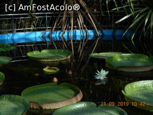 [P12] florile de Lotus » foto by zlatna
 - 
<span class="allrVoted glyphicon glyphicon-heart hidden" id="av1200427"></span>
<a class="m-l-10 hidden" id="sv1200427" onclick="voting_Foto_DelVot(,1200427,4148)" role="button">șterge vot <span class="glyphicon glyphicon-remove"></span></a>
<a id="v91200427" class=" c-red"  onclick="voting_Foto_SetVot(1200427)" role="button"><span class="glyphicon glyphicon-heart-empty"></span> <b>LIKE</b> = Votează poza</a> <img class="hidden"  id="f1200427W9" src="/imagini/loader.gif" border="0" /><span class="AjErrMes hidden" id="e1200427ErM"></span>
