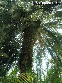 [P20] Un cocotier gigantic napadit de un manson de iedera vrea sa strupunga acoperisul de sticla » foto by dorgo
 - 
<span class="allrVoted glyphicon glyphicon-heart hidden" id="av164721"></span>
<a class="m-l-10 hidden" id="sv164721" onclick="voting_Foto_DelVot(,164721,4148)" role="button">șterge vot <span class="glyphicon glyphicon-remove"></span></a>
<a id="v9164721" class=" c-red"  onclick="voting_Foto_SetVot(164721)" role="button"><span class="glyphicon glyphicon-heart-empty"></span> <b>LIKE</b> = Votează poza</a> <img class="hidden"  id="f164721W9" src="/imagini/loader.gif" border="0" /><span class="AjErrMes hidden" id="e164721ErM"></span>