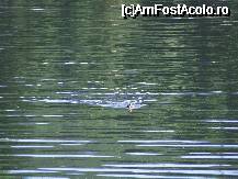 [P08] Sovata - Lacul Ursu » foto by danoradea
 - 
<span class="allrVoted glyphicon glyphicon-heart hidden" id="av33492"></span>
<a class="m-l-10 hidden" id="sv33492" onclick="voting_Foto_DelVot(,33492,4158)" role="button">șterge vot <span class="glyphicon glyphicon-remove"></span></a>
<a id="v933492" class=" c-red"  onclick="voting_Foto_SetVot(33492)" role="button"><span class="glyphicon glyphicon-heart-empty"></span> <b>LIKE</b> = Votează poza</a> <img class="hidden"  id="f33492W9" src="/imagini/loader.gif" border="0" /><span class="AjErrMes hidden" id="e33492ErM"></span>