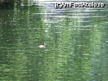 [P09] Sovata - rate pe Lacul Ursu » foto by danoradea
 - 
<span class="allrVoted glyphicon glyphicon-heart hidden" id="av33493"></span>
<a class="m-l-10 hidden" id="sv33493" onclick="voting_Foto_DelVot(,33493,4158)" role="button">șterge vot <span class="glyphicon glyphicon-remove"></span></a>
<a id="v933493" class=" c-red"  onclick="voting_Foto_SetVot(33493)" role="button"><span class="glyphicon glyphicon-heart-empty"></span> <b>LIKE</b> = Votează poza</a> <img class="hidden"  id="f33493W9" src="/imagini/loader.gif" border="0" /><span class="AjErrMes hidden" id="e33493ErM"></span>